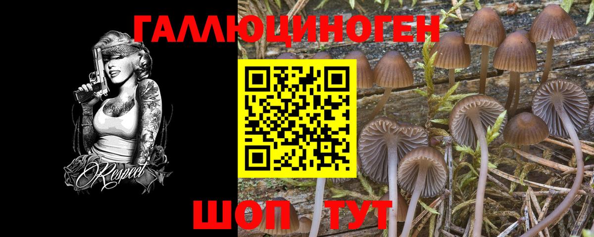Псилоцибиновые грибы Psilocybine cubensis Томск
